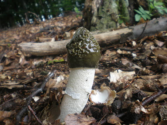 hadovka smradľavá Phallus impudicus L.