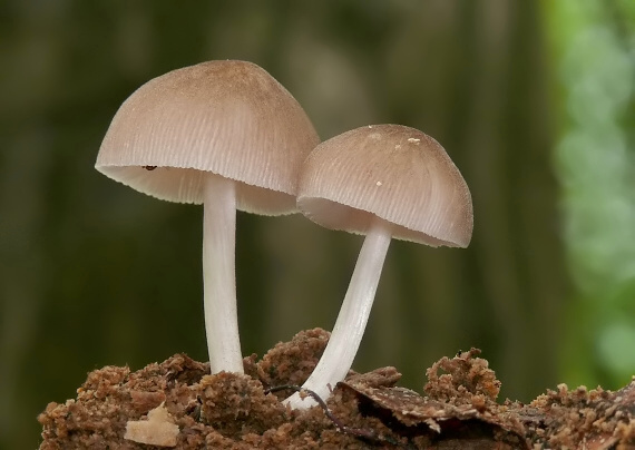 štítovka Pluteus sp.