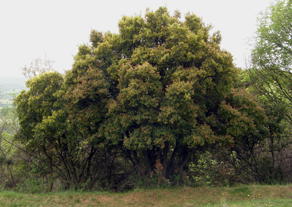 dub kermesový Quercus coccifera L.
