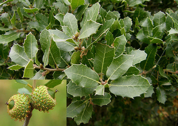 dub kermesový Quercus coccifera L.