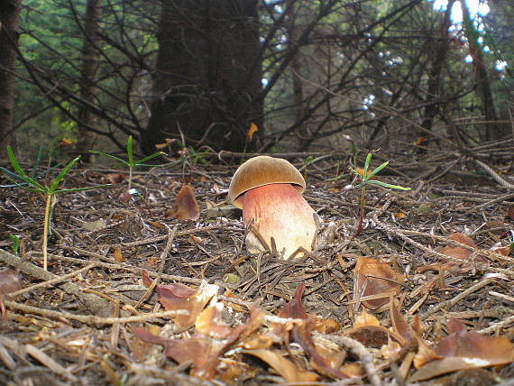 hríb zrnitohlúbikový Sutorius luridiformis (Rostk.) G. Wu & Zhu L. Yang