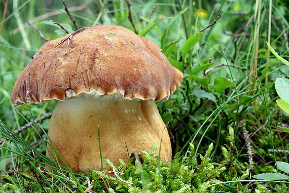 hřib žlučník Tylopilus felleus (Bull.) P. Karst.