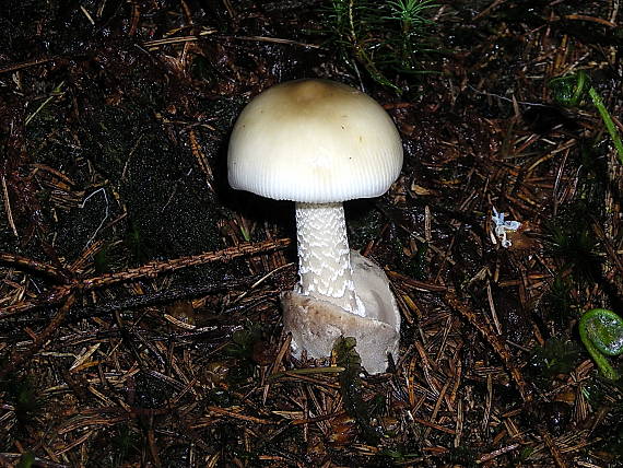 muchotrávka sivopošvatá Amanita submembranacea (Bon) Gröger