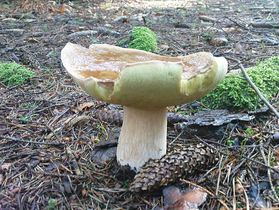 hríb smrekový Boletus edulis Bull.