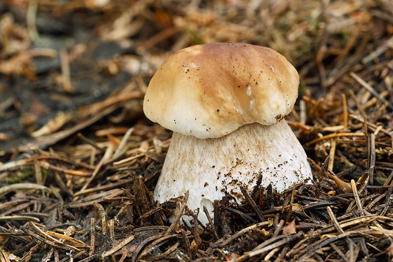 hríb smrekový Boletus edulis Bull.