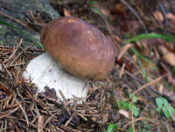 hríb smrekový Boletus edulis Bull.