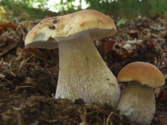 hríb smrekový Boletus edulis Bull.