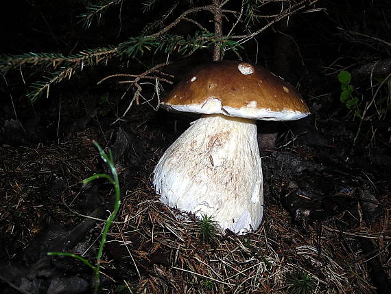 hríb smrekový Boletus edulis Bull.