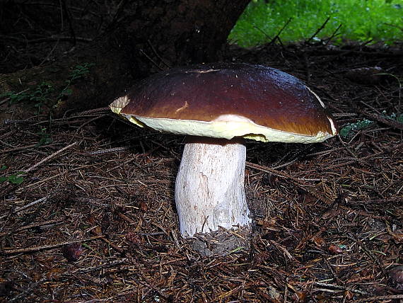 hríb smrekový Boletus edulis Bull.