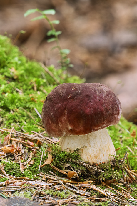 hríb sosnový Boletus pinophilus Pil. et Dermek in Pil.