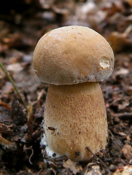 hríb dubový Boletus reticulatus Schaeff.