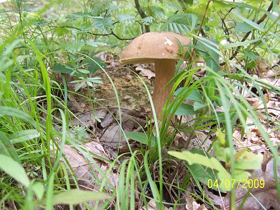 hríb dubový Boletus reticulatus Schaeff.