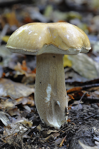 hríb dubový Boletus reticulatus Schaeff.