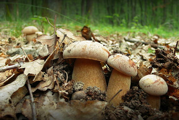 hríb dubový Boletus reticulatus Schaeff.