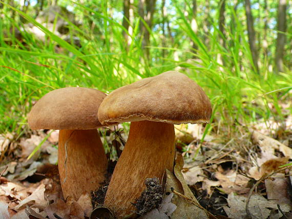 hríb dubový Boletus reticulatus Schaeff.