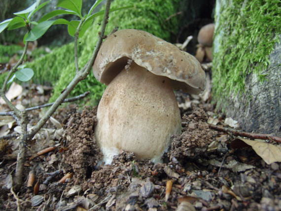 skrytá ratolesť Boletus reticulatus Schaeff.