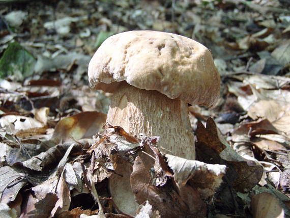 dnešný šampión Boletus reticulatus Schaeff.