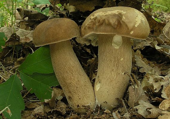 hríb dubový Boletus reticulatus Schaeff.