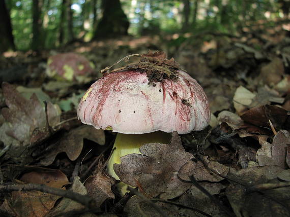 hríb kráľovský Butyriboletus regius (Krombh.) D. Arora & J.L. Frank