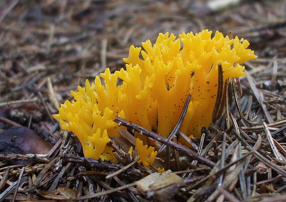 parôžkovec lepkavý Calocera viscosa (Pers.) Fr.