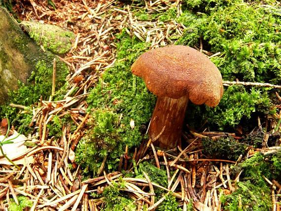 šupinovka jedlová - Šupinovec strapkavý Gymnopilus sapineus  (Fr.) Murrill