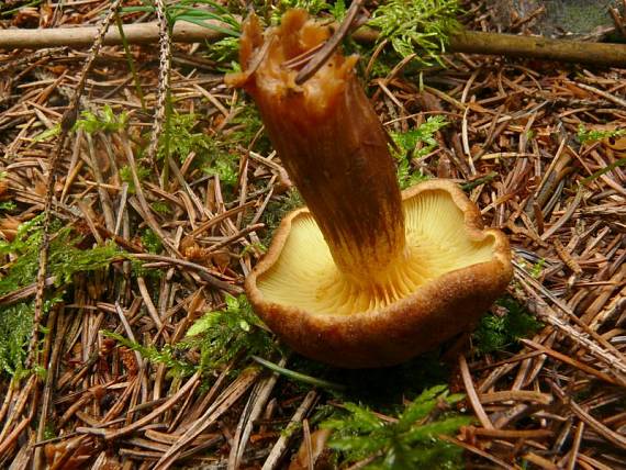 šupinovka jedlová - Šupinovec strapkavý Gymnopilus sapineus  (Fr.) Murrill