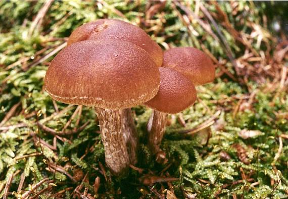 šupinovec strapkavý Gymnopilus sapineus (Fr.) Murrill