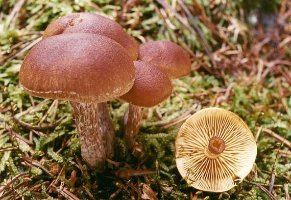 šupinovec strapkavý Gymnopilus sapineus (Fr.) Murrill