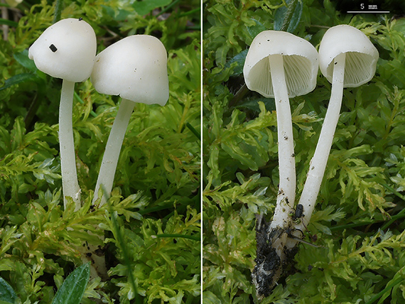 prilbovec Hemimycena sp.