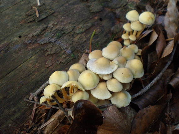 strapcovka Hypholoma sp.