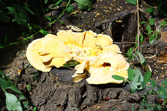 sírovec obyčajný Laetiporus sulphureus (Bull.) Murrill