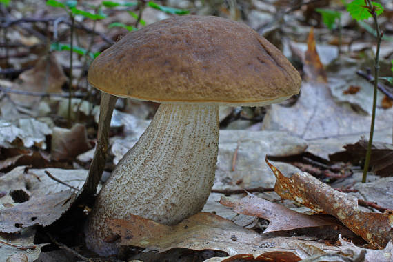 kozák hrabový Leccinum pseudoscabrum (Kallenb.) Šutara