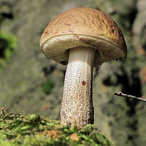 kozák hrabový-kozák habrový Leccinum pseudoscabrum (Kallenb.) Šutara