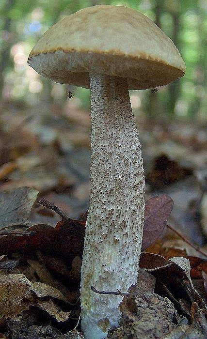 kozák hrabový Leccinum pseudoscabrum (Kallenb.) Šutara