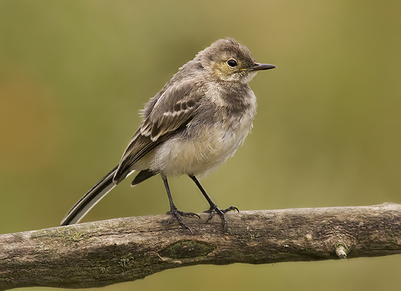 trasochvost Motacilla