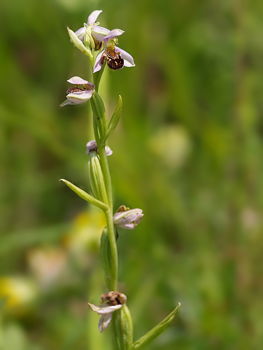 hmyzovník včelovitý Ophrys apifera Huds.