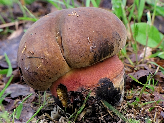 hríb zrnitohlúbikový-hřib kovář Sutorius luridiformis (Rostk.) G. Wu & Zhu L. Yang