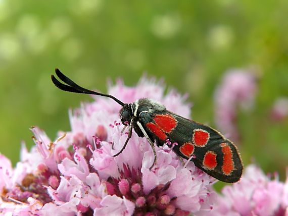 vretienka vičencová Zygaena carniolica