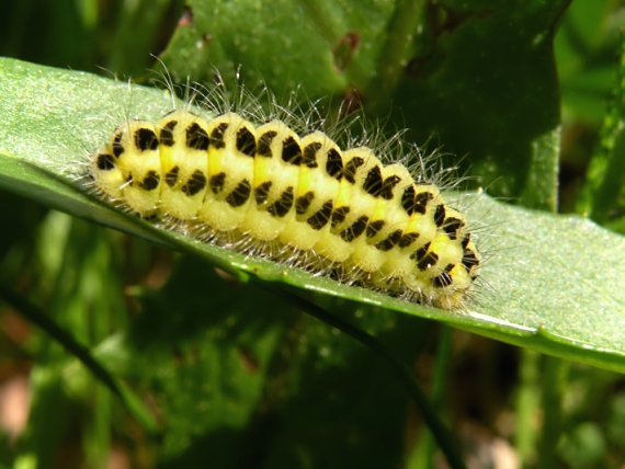 vretienka Zygaena sp.