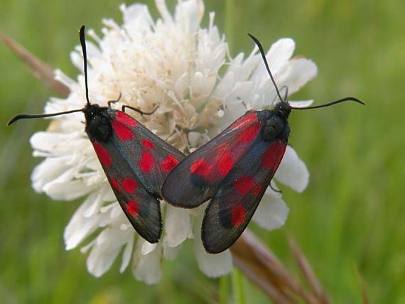 vretienka viková Zygaena viciae