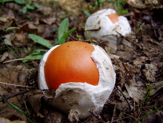 muchotrávka cisárska Amanita caesarea (Scop.) Pers.