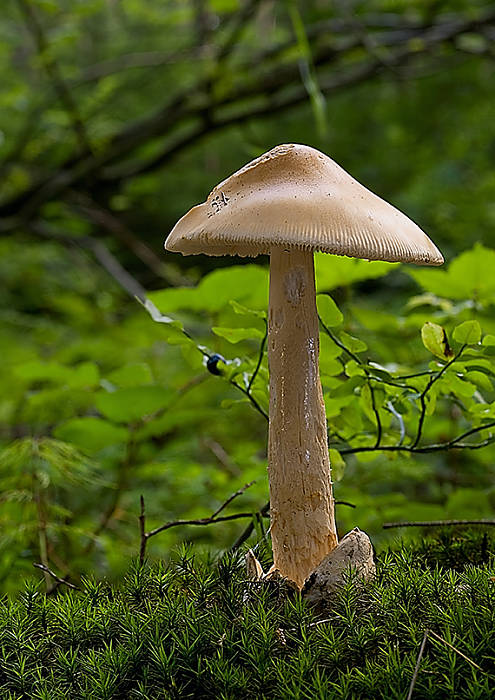 muchotrávka oranžová Amanita crocea (Quél.) Singer