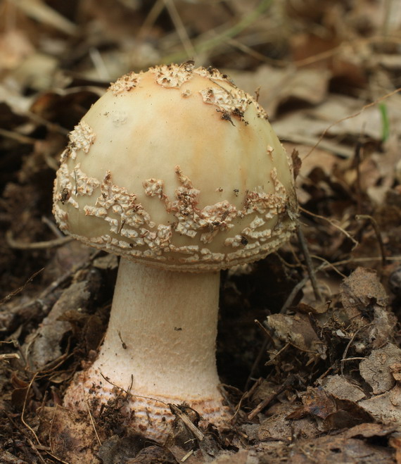 muchotrávka červenkastá Amanita rubescens Pers.