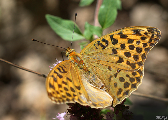 perlovec striebristopásavý Argynnis paphia