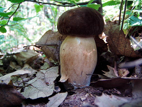 hríb bronzový? Boletus aereus? Bull. ex Fr.