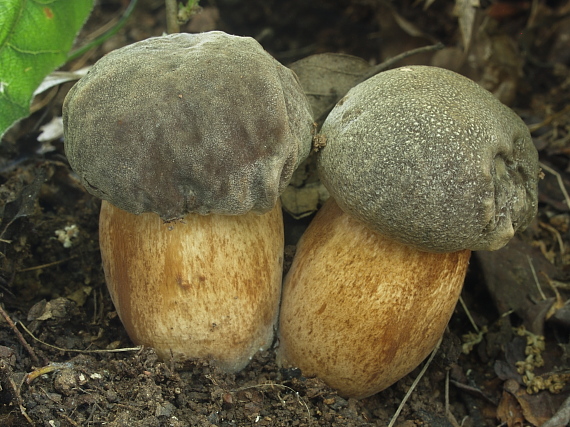 hríb bronzový Boletus aereus Bull. ex Fr.