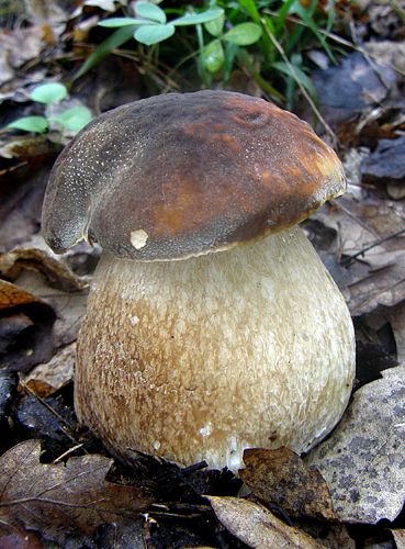 hríb bronzový Boletus aereus Bull. ex Fr.