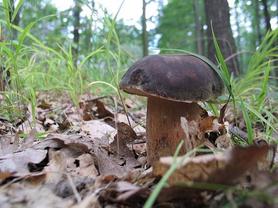 hríb bronzový Boletus aereus Bull. ex Fr.