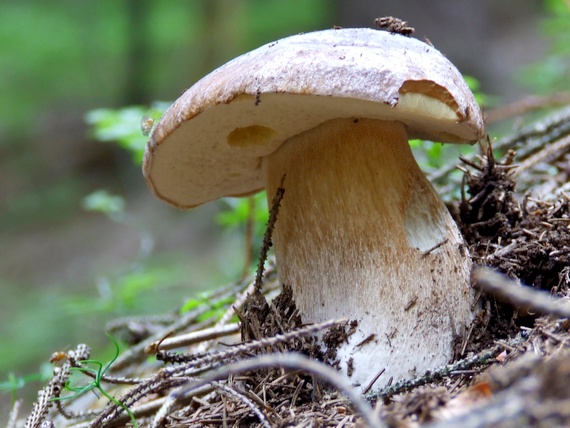 hríb smrekový Boletus edulis Bull.