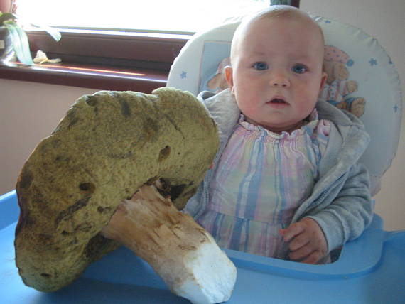 hríb smrekový Boletus edulis Bull. ex Fr.